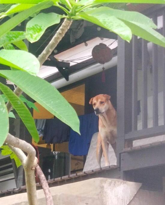 Kk Jungle Hideaway Lovely Apartment 5 Mins Walk To Town โกตาคินาบาลู ภายนอก รูปภาพ
